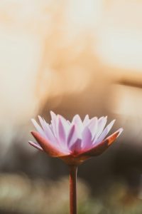 Shiatsu de relaxation ou confirmé pour une nouvelle vie